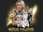 Котята Мейн Кун из питомника «Gold Majors»