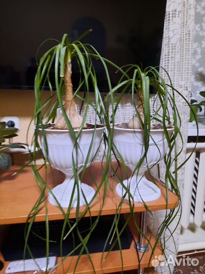 Бокарнея(нолина)