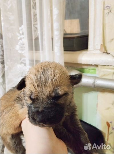 Щенки немецкой овчарки с алабаем