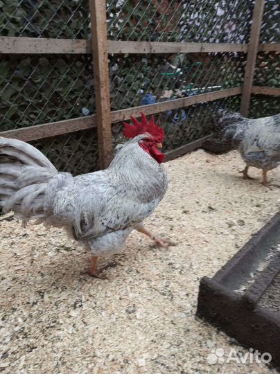 Петухи