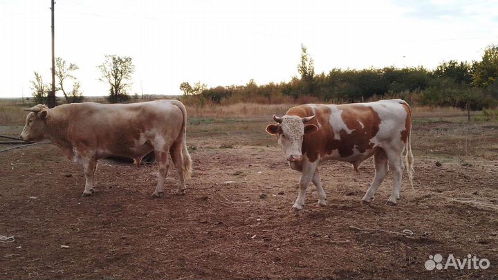 Быки на мясо