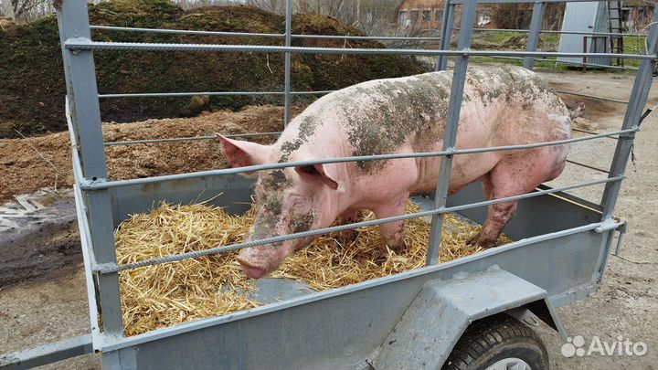 Хряк на случку Терминал