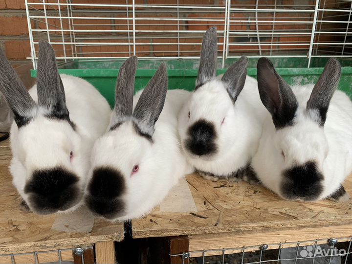 Калифорнийские кролики