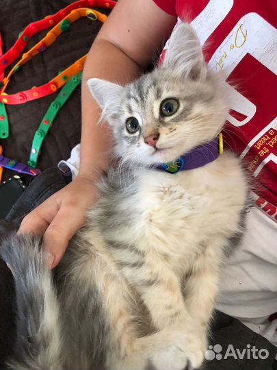 В добрые руки