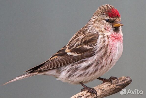 Певчие лесные птицы