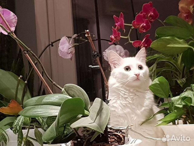 Вязка с котом турецкая ангора бесплатно объявление продам