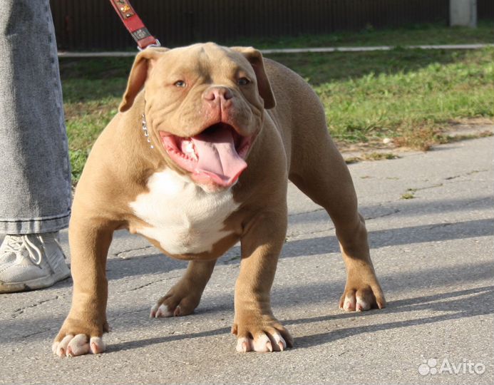 Щенки Американского Булли