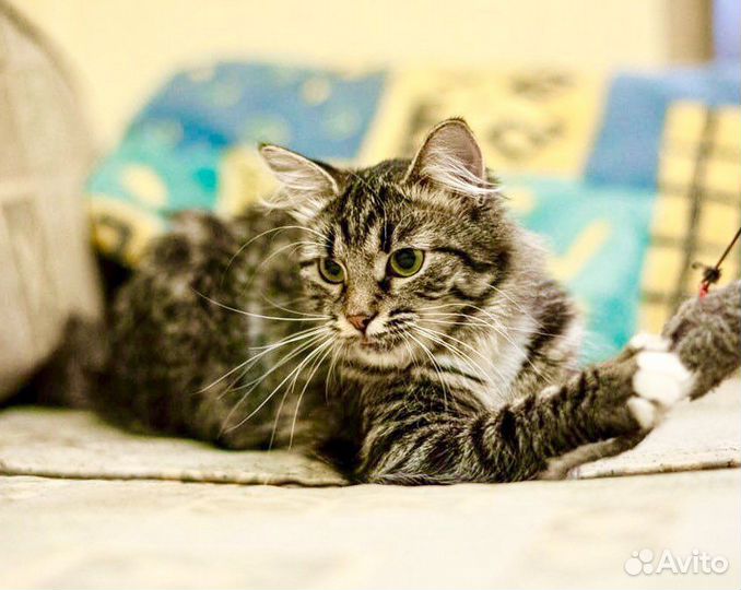 Муся пушистая сибирячка в дар заботливым хозяевам