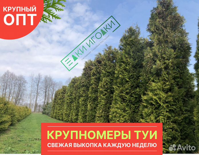 Туя Крупномер Смарагд 4,5 м