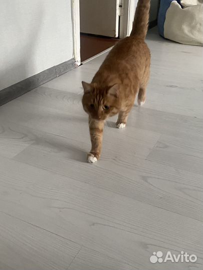 Кот