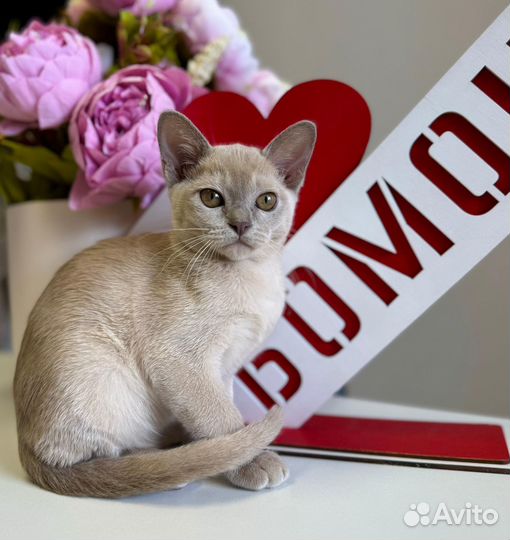 Бурманский мальчик