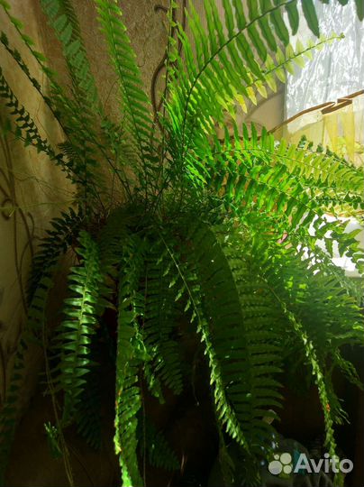 Папоротник комнатный
