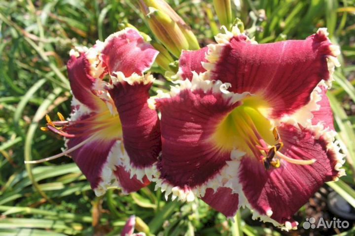 Лилейники Мэджести Визард (низкий)