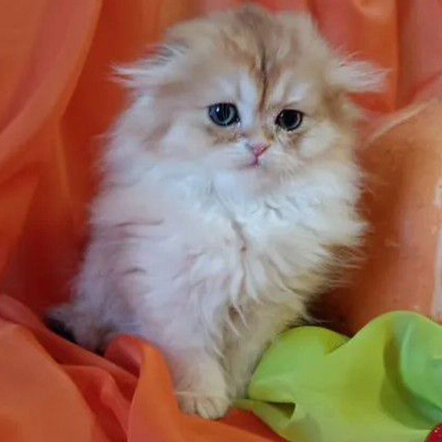 Үстел астындағы кискаға қарайық