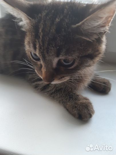 Отдам в добрые руки котика