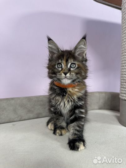 Мейн-кун девочка