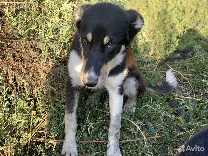 Щеночек Метис немецкой овчарки в добрые руки