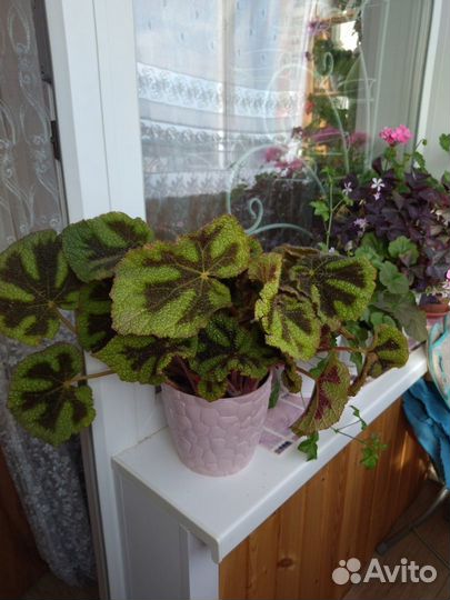 Продам Бегонию