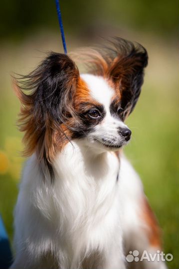 Щенки Папийона