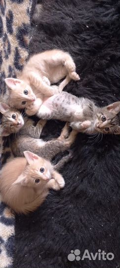 Кошка в дар бесплатно