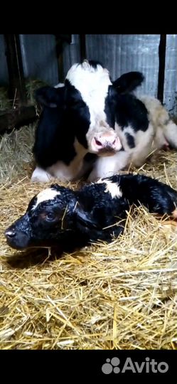 Телята (бычки и тёлочки)