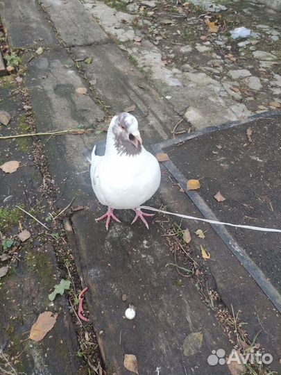 Голубь кинг