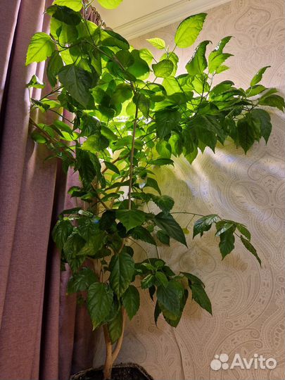 Гибискус махровый