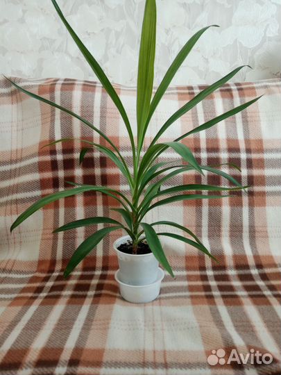 Пальма юкка