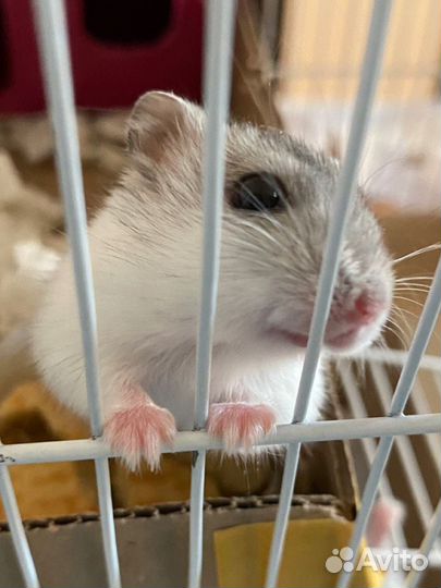 Домашние животные