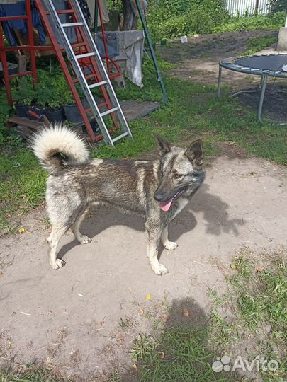 Помесь лайки