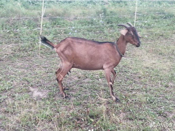 Коза дойная молочная