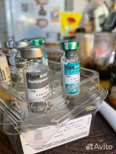 Канадский сфинкс (эльф )