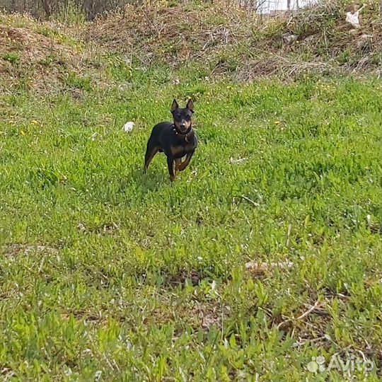 Цвергпинчер