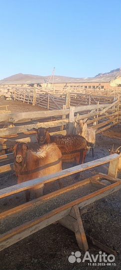 Козы костраты на мясо