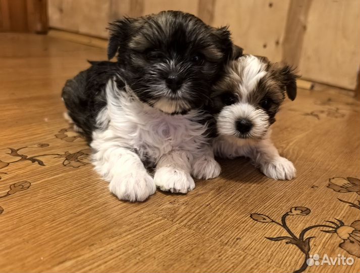 Щенки цветного Йорка