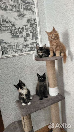 Котята мейн-кун
