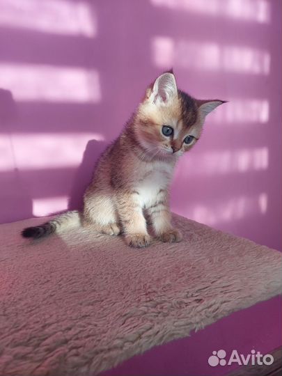 Шотландские котята