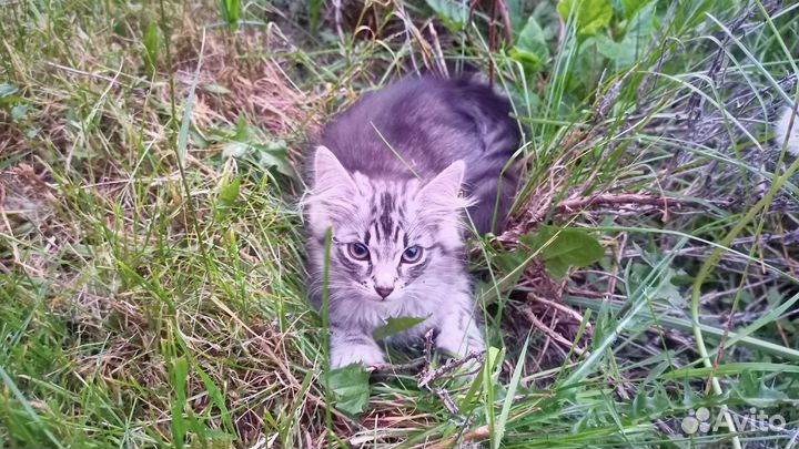 Отдадим котят в добрые руки