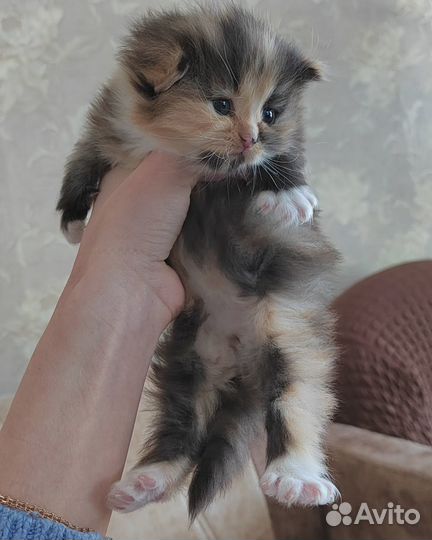 Отдам котёнка в добрые руки