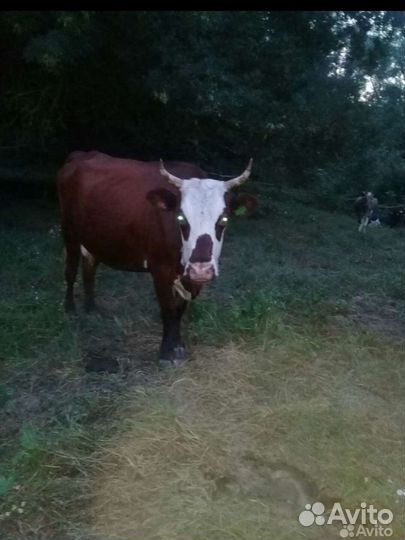 Продажа крс