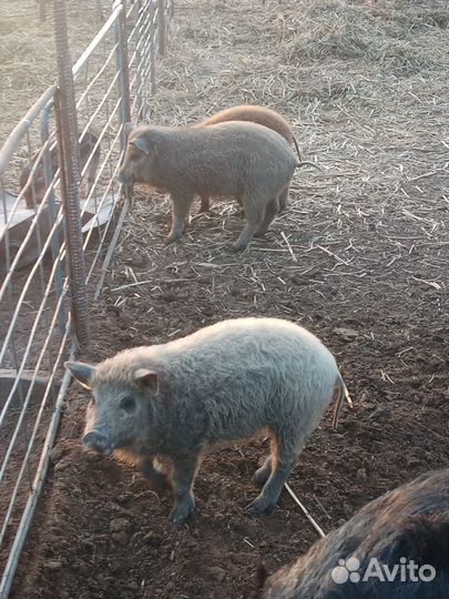 Поросята венгерской мангалицы. Свинина