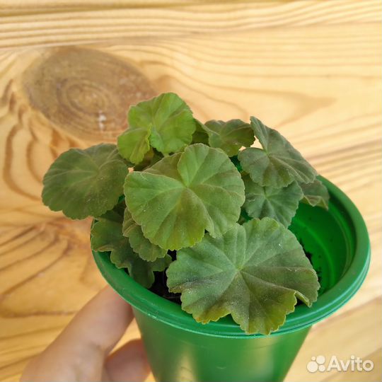 Пеларгония Dovepoint