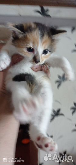 Кошка в дар бесплатно