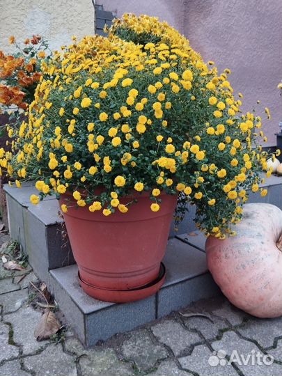 Хризантемы мультифлора зкс