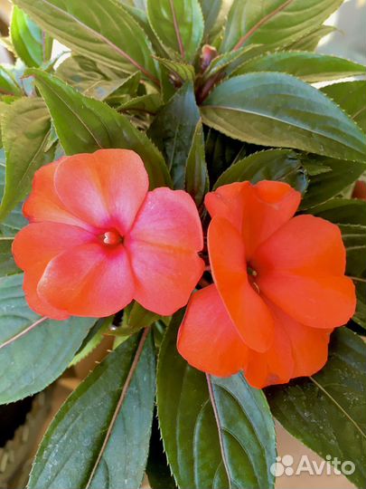 Бальзамин новогвинейский крупноцветковый