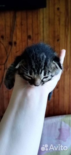 Бенгальские котята