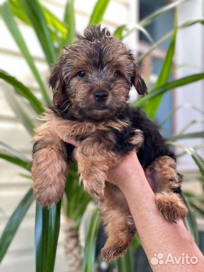 Йоркширский терьер щенки стандарт