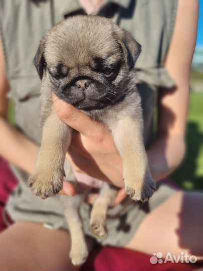 Щенки мопса