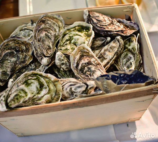 Живые устрицы опт и розница