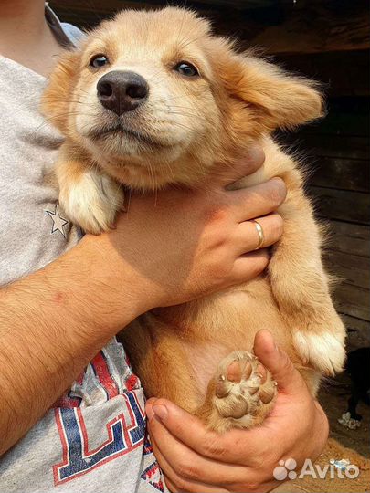 Собака в добрые руки отдам бесплатно